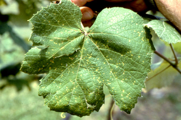 Екскориоза по лоза Phomopsis viticola