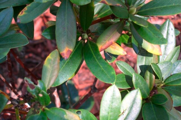 По листата на рододендрона се наблюдават разлети воднисти петна, които се простират по листната дръжка и средната жилка Некрозата може да започне от основата или откъм върха.