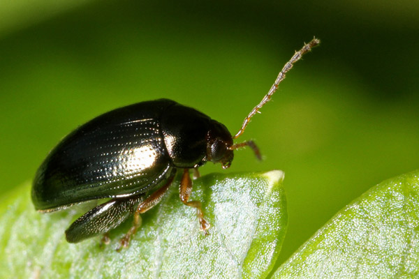 Рапична стъблена бълха – Psylloides Chrysocephala