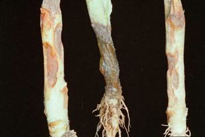 Rhizpctonia