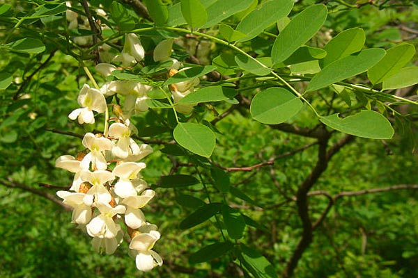 Robinia pseudoacacia L.-Бяла акация, особено много акациеви насаждения има в северна България и по поречието на р. Дунав.