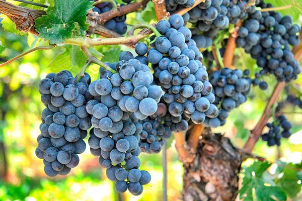 Голяма част от червените винени сортове грозде ще достигнат технологична зрелост