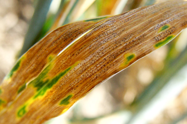 Ранен листен пригор по пшеницата (РЛП), известен още като пролетен листен пригор или септориоза (Septoria leaf blotch) 
