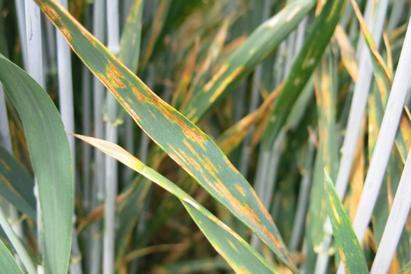 Ранният листен пригор по пшеницата (РЛП), известен още като пролетен листен пригор или септориоза (Septoria leaf blotch)