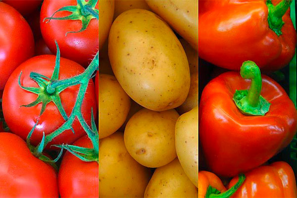 Продукцията от домати и пипер е съответно с 55,1% и 88,9% под нивото, отчетено към същия период на предходната година, докато тази от картофи надхвърля над 2 пъти производството отпреди една година.