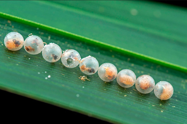 Биологичните агенти регулиращи популацията на царевичният стъблопробивач са яйчните паразити от род Trichogramma.