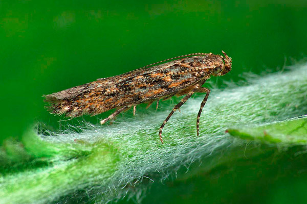 Tuta absoluta Meyrick (Lepidoptera). 