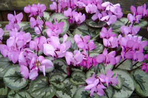 иклама (Cyclamen coum)