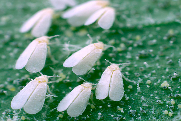 Оранжерийна белокрилка (Trialeurodes vaporariorum)