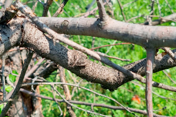 MultipartFile resource [file_data]