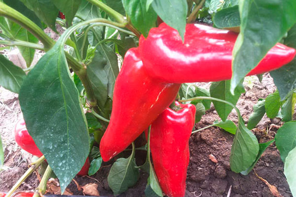 MultipartFile resource [file_data]