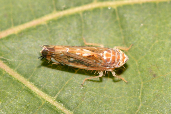 MultipartFile resource [file_data]