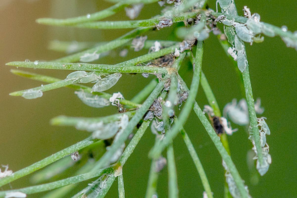 MultipartFile resource [file_data]