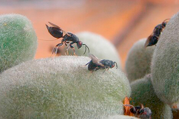 MultipartFile resource [file_data]