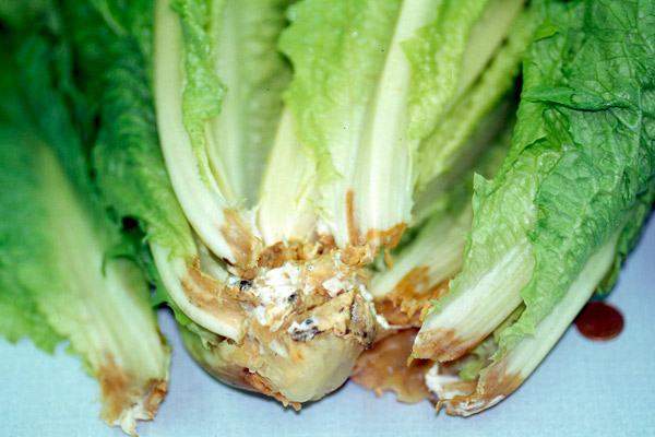 MultipartFile resource [file_data]