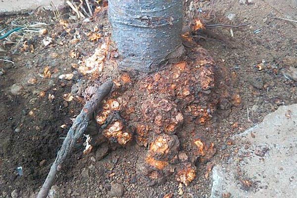 бактериален