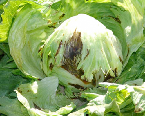 MultipartFile resource [file_data]