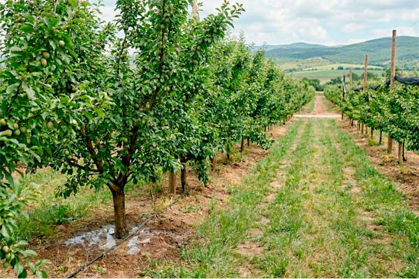 MultipartFile resource [file_data]