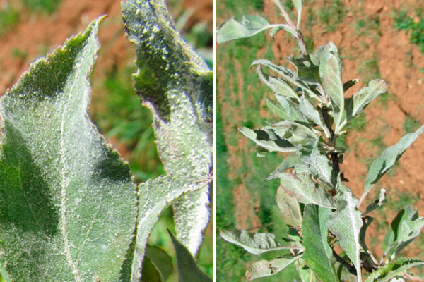 MultipartFile resource [file_data]