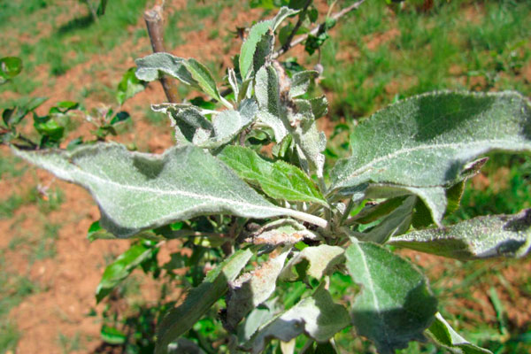 MultipartFile resource [file_data]