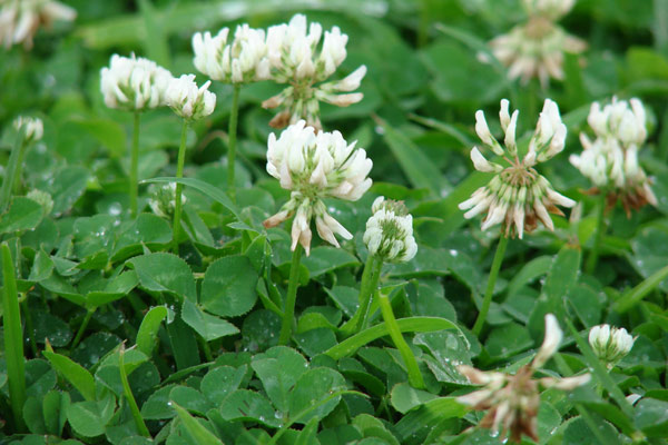 бяла детелина (Trifolium repens L.)