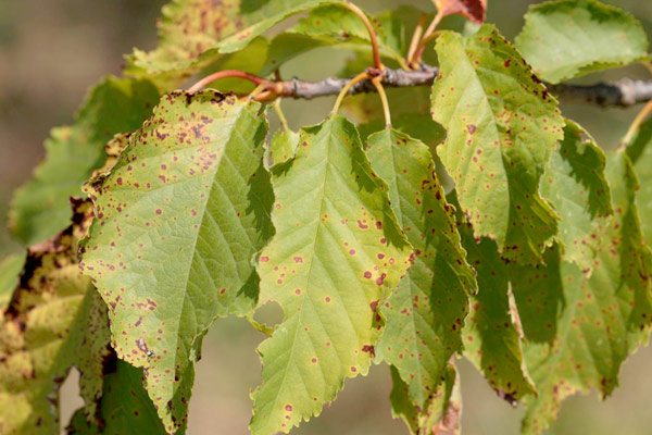 MultipartFile resource [file_data]