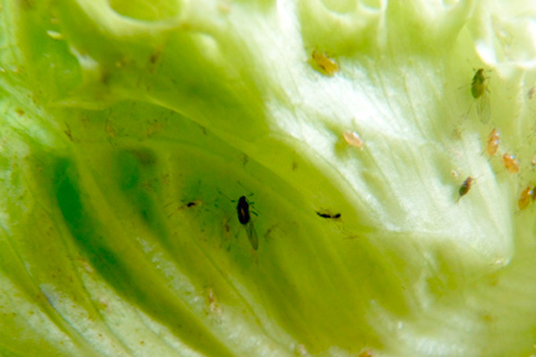 MultipartFile resource [file_data]