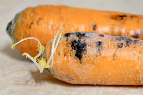 MultipartFile resource [file_data]