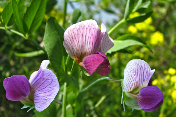 фуражен грах (Pisum sativum  L.)