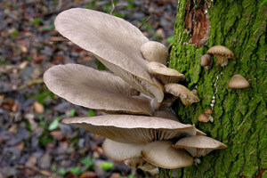 Pleurotus ostreatus