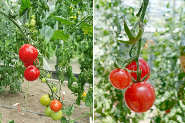 MultipartFile resource [file_data]