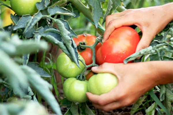 MultipartFile resource [file_data]