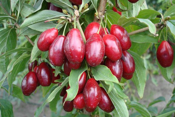 съдържанието на витамин С в свежи плодове от българските сортове варира от 70,18 до 82,37 мг на 100 г свежа маса. 