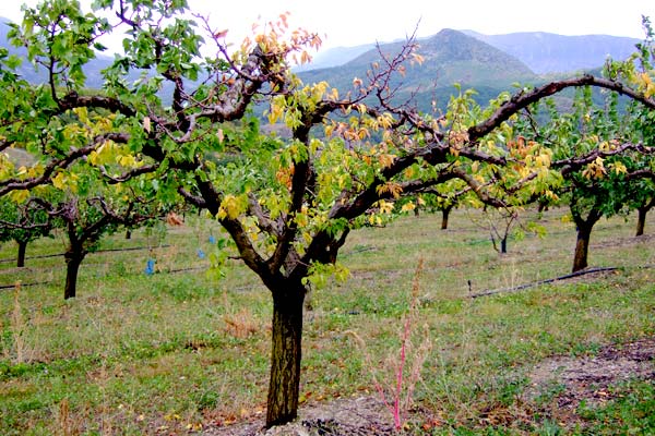 MultipartFile resource [file_data]