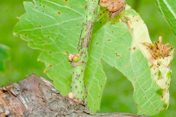 екскориоза