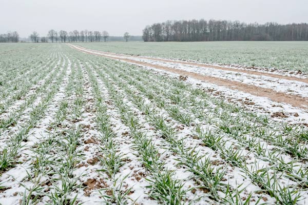 MultipartFile resource [file_data]