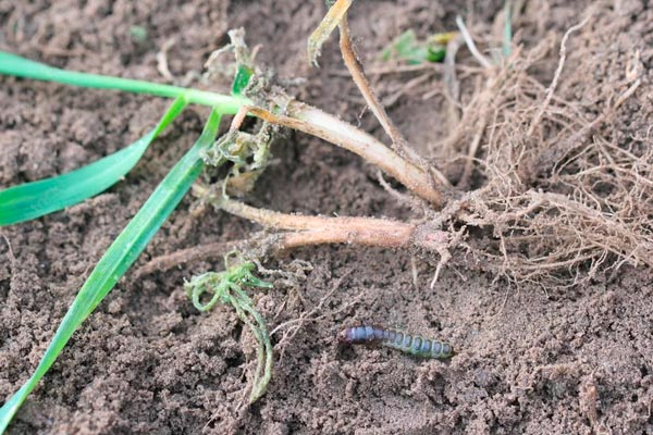 MultipartFile resource [file_data]