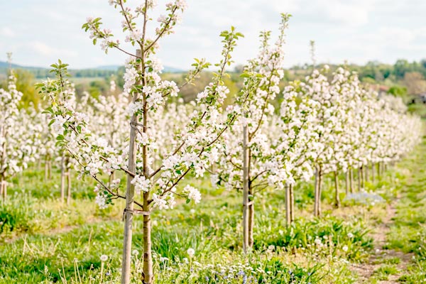 MultipartFile resource [file_data]