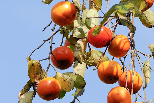 MultipartFile resource [file_data]