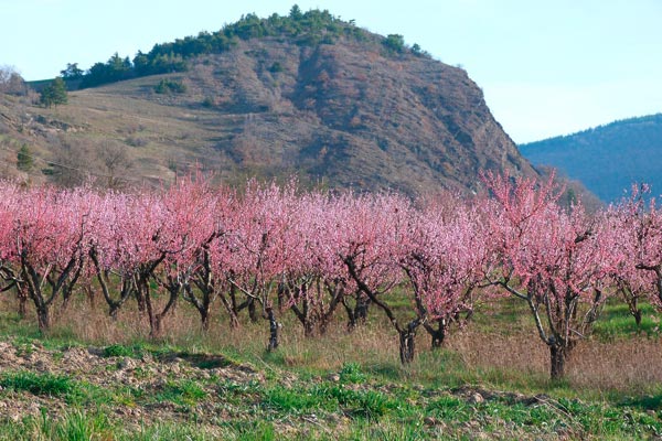 MultipartFile resource [file_data]