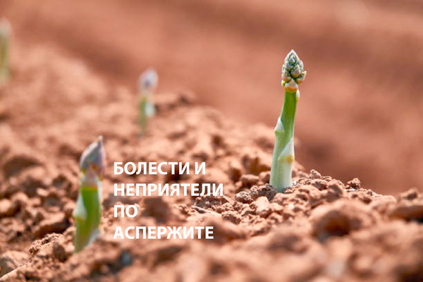 MultipartFile resource [file_data]