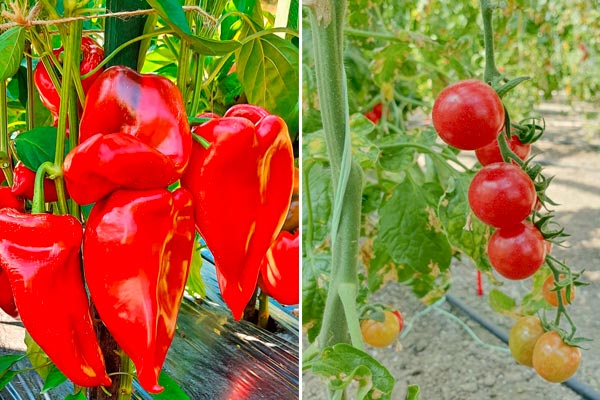 MultipartFile resource [file_data]