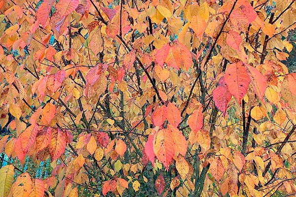 MultipartFile resource [file_data]