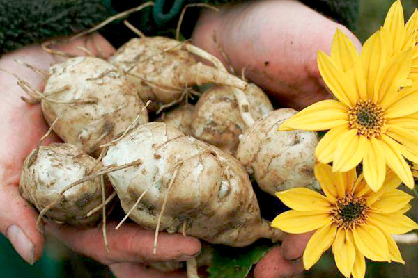 MultipartFile resource [file_data]