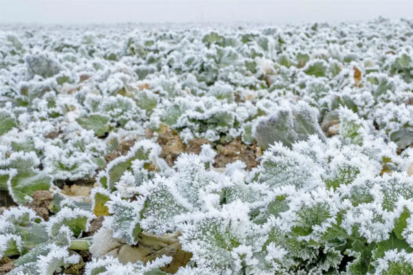 MultipartFile resource [file_data]