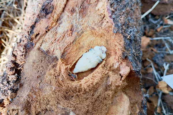 MultipartFile resource [file_data]