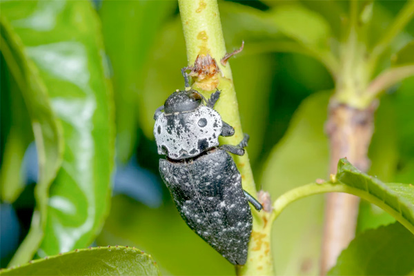 MultipartFile resource [file_data]