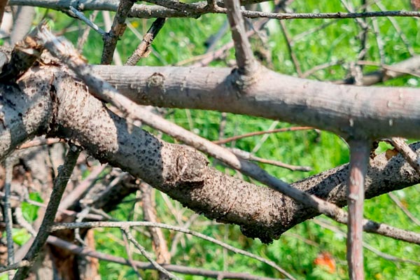 MultipartFile resource [file_data]