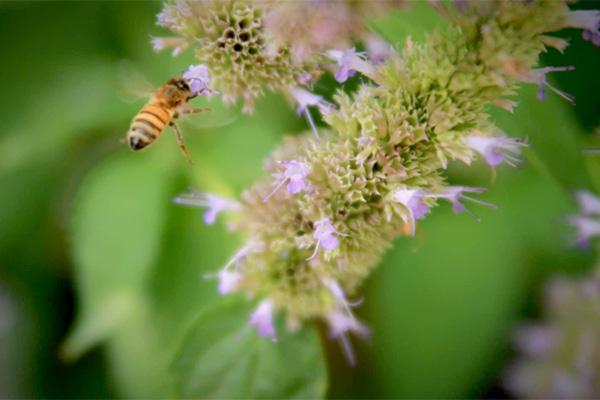 MultipartFile resource [file_data]