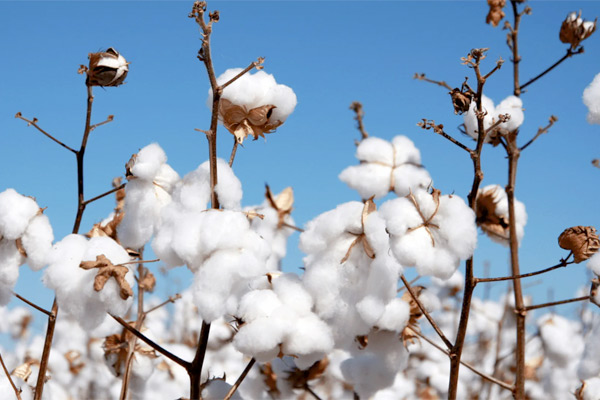 MultipartFile resource [file_data]